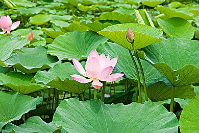 央视新闻官博庆祝EDG夺冠：恭喜EDG获得全球总决赛冠军